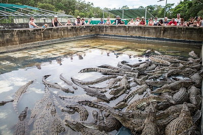 Hartley's Crocodile Adventures Day Trip from Cairns