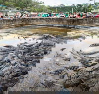 Hartley's Crocodile Adventures Day Trip from Palm Cove - Gold Coast Attractions