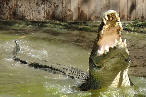 Hartley's Crocodile Adventures Day Trip From Palm Cove - Gold Coast Attractions 3