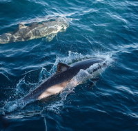 Sydney Whale-Watching Cruise - Gold Coast Attractions
