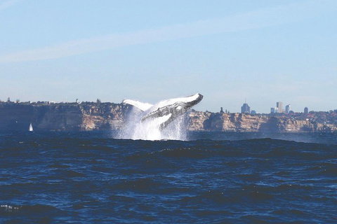 Sydney Whale-Watching Cruise - Gold Coast Attractions 3