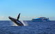 Sydney Whale-Watching Cruise - thumb 5