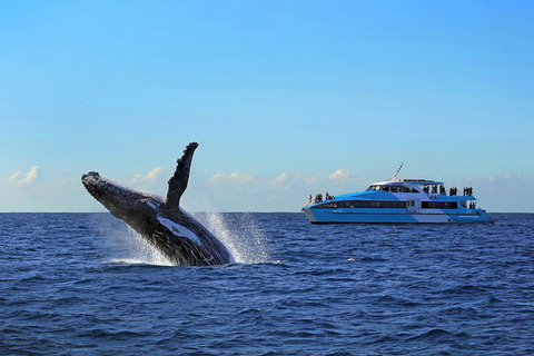 Sydney Whale-Watching Cruise - Gold Coast Attractions 5