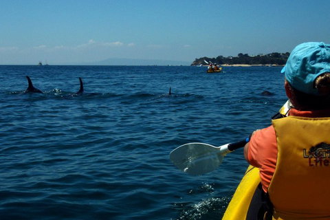 Mornington Peninsula Kayak Coastline Tour Of Dolphin Sanctuary - Gold Coast Attractions 0