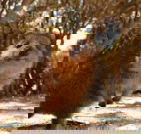 Pinnacles  Rottnest Island Scenic Air  Ground Tour - Gold Coast Attractions