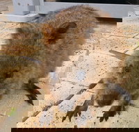 Wave Rock Pinnacles and Rottnest One Day Aeroplane Tour - Gold Coast Attractions