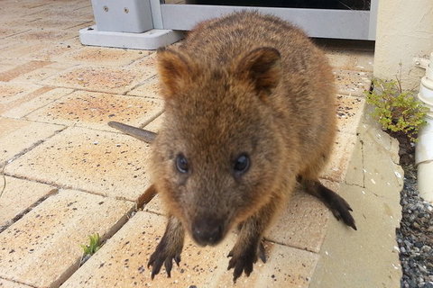 Wave Rock, Pinnacles And Rottnest One Day Aeroplane Tour - Gold Coast Attractions 0