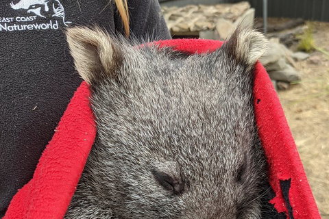 2-Day Tas East Coast Escape Tour Including Bay Of Fires, Wineglass Bay & Devils - Gold Coast Attractions 3