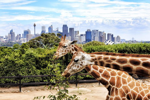 Go City | Sydney Explorer Pass With 20+ Attractions And Tours - Gold Coast Attractions 2