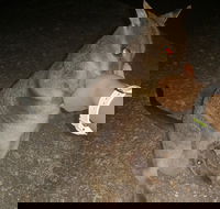 Private Tour to Paronella Park Historic Village Herberton and wild life Wallaby - Gold Coast Attractions