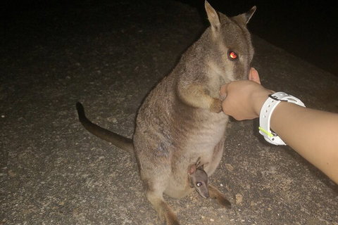 Private Tour To Paronella Park, Historic Village Herberton And Wild Life Wallaby - Gold Coast Attractions 0