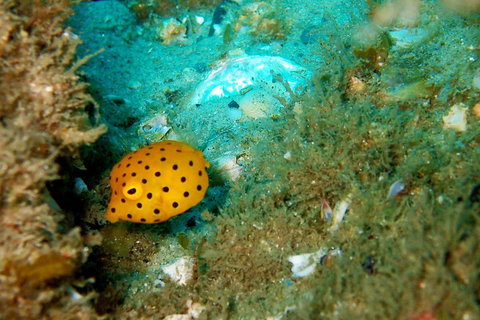 Wave Break Island Scuba Diving On The Gold Coast - Gold Coast Attractions 3