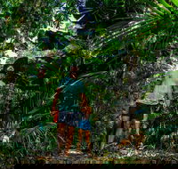 Full Day Daintree Rainforest and Mossman Gorge Tour - Gold Coast Attractions