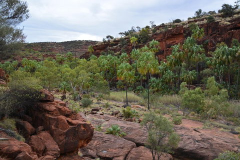 Palm Valley And Hermannsburg 1 Day 4WD Tour - Gold Coast Attractions 4