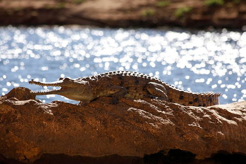 Windjana Explorer - Gold Coast Attractions 5