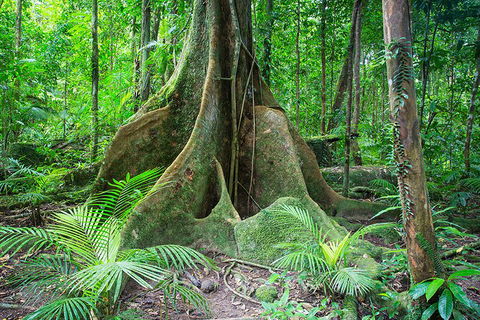Mossman Gorge Adventure Day - Gold Coast Attractions 4