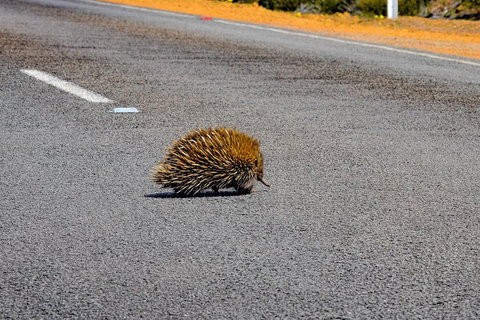 Kangaroo Island Luxury Small Group 'Flinders Chase Focus' Full Day Tour - Gold Coast Attractions 3