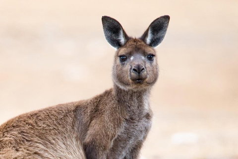 Kangaroo Island Luxury Small Group 'East End Explorer' Full Day Tour - Gold Coast Attractions 1