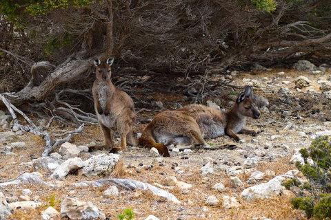 Kangaroo Island Luxury Small Group 'East End Explorer' Full Day Tour - Gold Coast Attractions 4