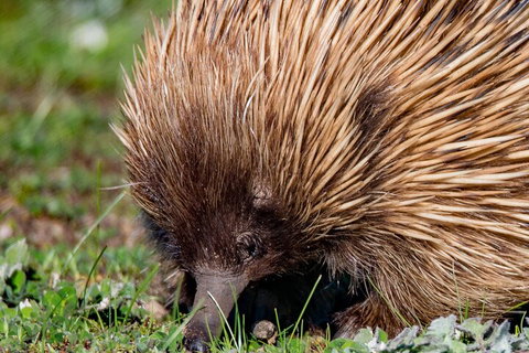 Kangaroo Island Luxury Small Group 'East End Explorer' Full Day Tour - Gold Coast Attractions 5