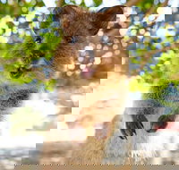 Discover Rottnest with Ferry  Bus Tour from Perth or Fremantle - Gold Coast Attractions