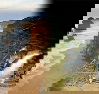 Melbourne Super Saver Great Ocean Road  Phillip Island  Attraction Pass - Gold Coast Attractions