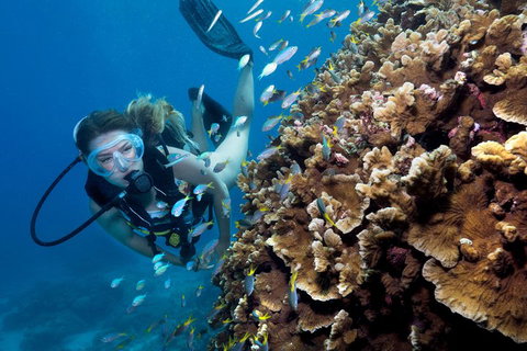 Great Barrier Reef Diving And Snorkeling Cruise From Cairns - Gold Coast Attractions 1