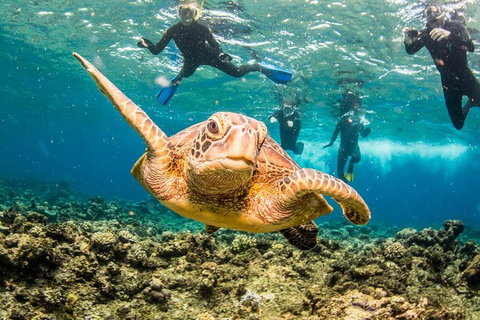 Great Barrier Reef Diving And Snorkeling Cruise From Cairns - Gold Coast Attractions 3