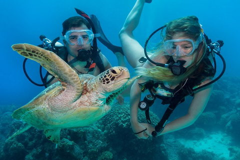 Great Barrier Reef Diving And Snorkeling Cruise From Cairns - Gold Coast Attractions 4