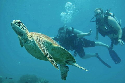 Ocean Freedom Great Barrier Reef Personal Luxury Snorkel & Dive Cruise, Cairns - Gold Coast Attractions 4
