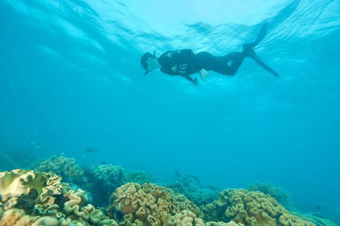 Ocean Freedom Great Barrier Reef Personal Luxury Snorkel & Dive Cruise, Cairns - Gold Coast Attractions 5