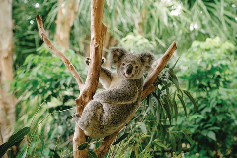 Full-Day Small-Group History And Heritage Tour Of Brisbane City - Gold Coast Attractions 2