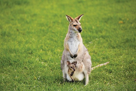 Full-Day Small-Group History And Heritage Tour Of Brisbane City - Gold Coast Attractions 4