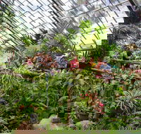 Australian Butterfly Sanctuary - Gold Coast Attractions