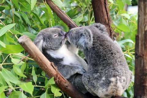 Classic Kuranda By Skyrail And Scenic Railway Including Rainforestation, Koala And Wildlife Park And Pamagirri Aboriginal Experi - Gold Coast Attractions 3