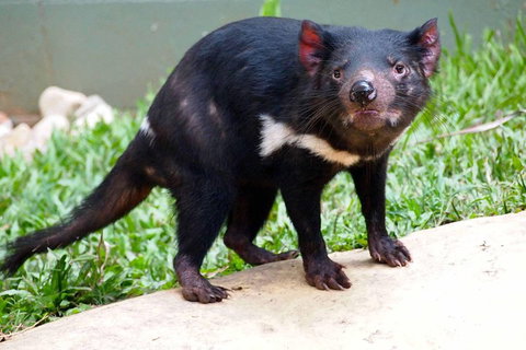 Kuranda Highlights Including Rainforestation Aboriginal Culture And Wildlife - Gold Coast Attractions 3