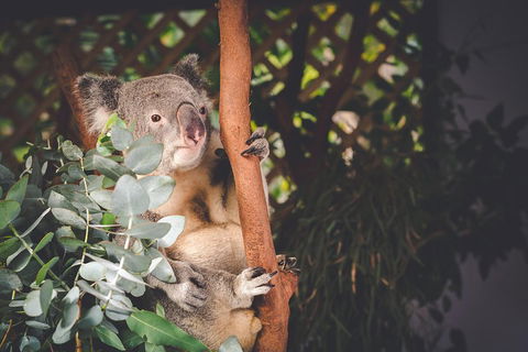 Small-Group Blue Mountains Day Trip From Sydney With Wildlife Park - Gold Coast Attractions 2