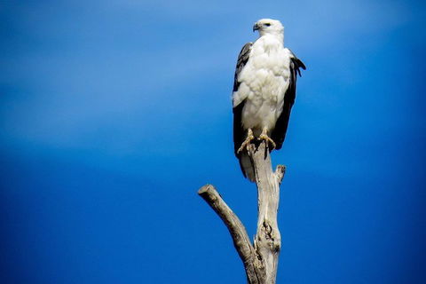 Kangaroo Island 75-Minute Ocean Safari - Gold Coast Attractions 0