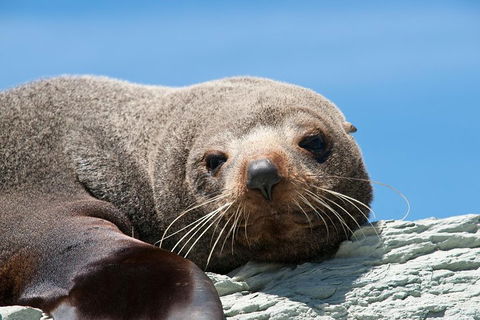 Kangaroo Island 75-Minute Ocean Safari - Gold Coast Attractions 1
