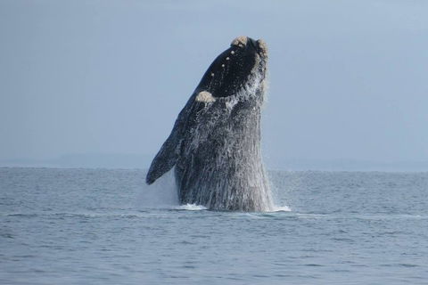 Kangaroo Island 75-Minute Ocean Safari - Gold Coast Attractions 2