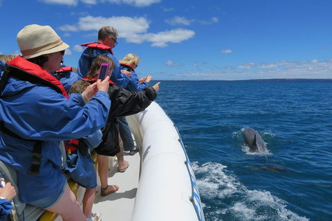 Kangaroo Island 75-Minute Ocean Safari - Gold Coast Attractions 3