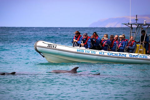 Kangaroo Island 75-Minute Ocean Safari - Gold Coast Attractions 4