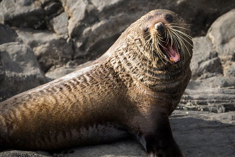 Kangaroo Island 75-Minute Ocean Safari - Gold Coast Attractions 5