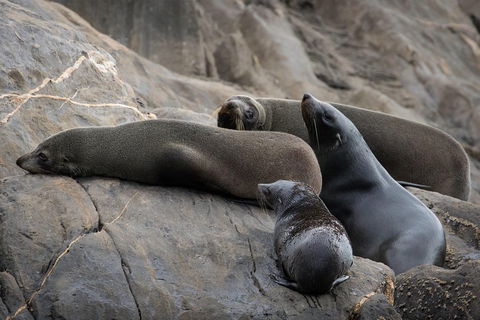 Kangaroo Island Ocean Safari - Snorkeling Safari - Gold Coast Attractions 0