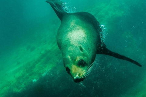 Kangaroo Island Ocean Safari - Snorkeling Safari - Gold Coast Attractions 1