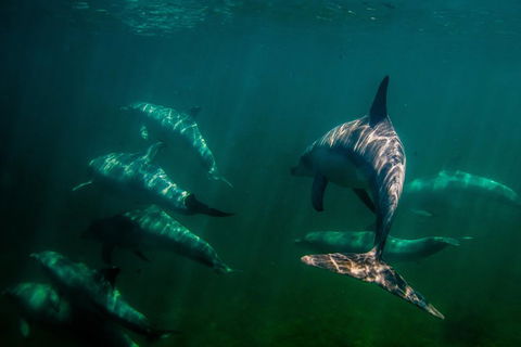 Kangaroo Island Ocean Safari - Snorkeling Safari - Gold Coast Attractions 2