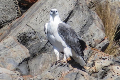 Kangaroo Island Ocean Safari - Snorkeling Safari - Gold Coast Attractions 4