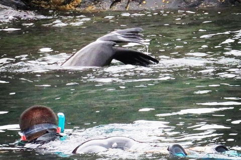 Kangaroo Island Ocean Safari - Snorkeling Safari - Gold Coast Attractions 5