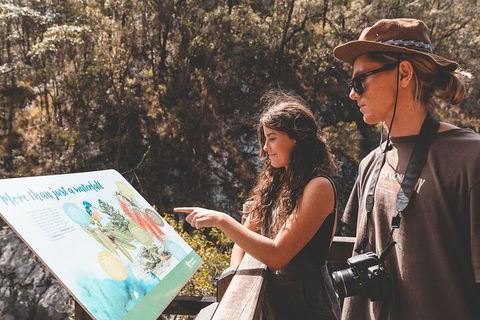 Springbrook AndTamborine Rainforest Tour Incl Natural Bridge And Glow Worm Cave - Gold Coast Attractions 0