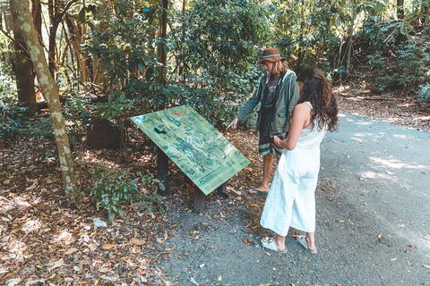 Springbrook AndTamborine Rainforest Tour Incl Natural Bridge And Glow Worm Cave - Gold Coast Attractions 5